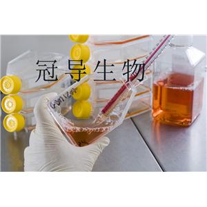 Nb2大鼠淋巴瘤復(fù)蘇細(xì)胞(附STR鑒定報告)