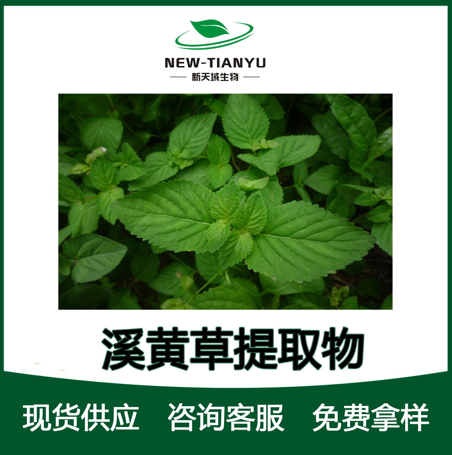 溪黃草提取物