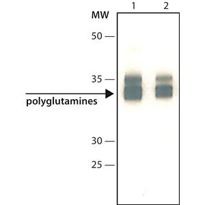抗聚谷氨酰胺polyQ抗體，polyglutamine Disease， clone 3B5H10