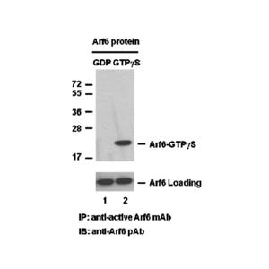 Arf6 活性檢測試劑盒，免疫檢測廠商直發(fā)