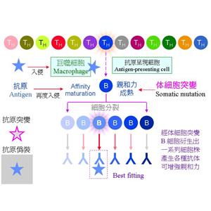 AATK細(xì)胞凋亡關(guān)聯(lián)酪氨酸激酶蛋白，AATK Protein