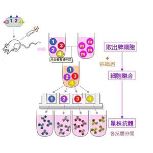 賴氨酸酮戊二酸還原酶蛋白，AASS Protein