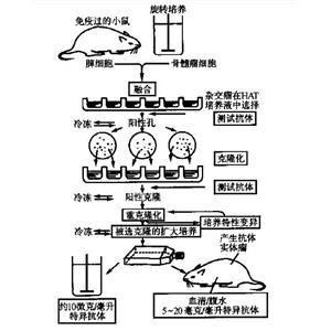 含丙氨酰tRNA合成酶結(jié)構(gòu)域1蛋白，AARSD1 Protein