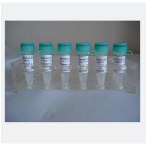 丙氨酰tRNA合成酶2蛋白，AARS2 Protein