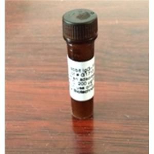 α2巨球蛋白樣蛋白1，A2ML1 Protein