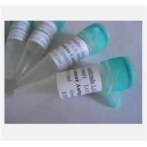 DPY19L4蛋白，DPY19L4 Protein