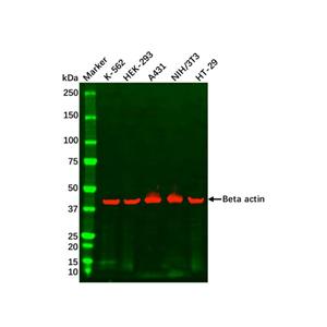 aladdin 阿拉丁 cl155904 HT-29 Whole Cell Lysate Mycoplasma free