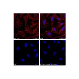 aladdin 阿拉丁 Ab170143 Goat Anti-Rabbit IgG H&L (Biotin) Secondary Antibody; Goat Anti-Rabbit IgG H&L (Biotin); WB, ELISA, IF