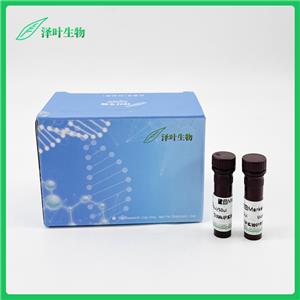 彩色預(yù)染蛋白Marker（10-180 kDa，三色）P6110M