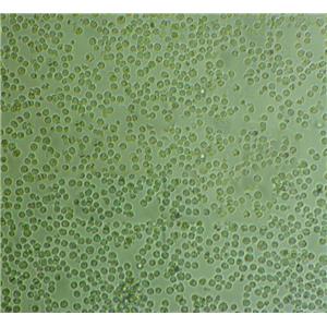 B16 Cells#小鼠黑色素瘤細(xì)胞系源頭種子庫(kù)|培養(yǎng)基|STR圖譜