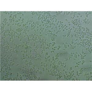 4T1 Cells#小鼠乳腺癌細(xì)胞系源頭種子庫(kù)|培養(yǎng)基|STR圖譜