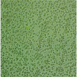 RG2[D74] Cells#大鼠膠質(zhì)瘤細(xì)胞系源頭種子庫(kù)|培養(yǎng)基|STR圖譜