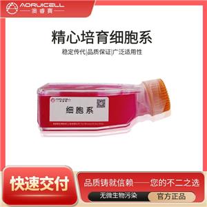 HSC-4 （人頭頸部鱗狀細胞癌細胞）