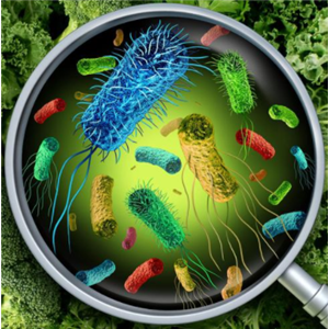 Chryseobacterium Hagamense