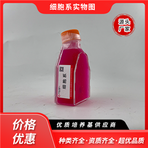 A3（人T淋巴細胞白血病細胞）