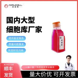6T-CEM（人T細(xì)胞白血病細(xì)胞）