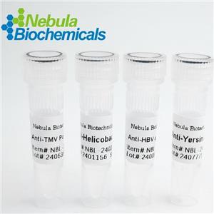 抗基孔肯雅病毒（CHIKV）單克隆抗體| Anti-Chikungunya Virus (CHIKV) Monoclonal Antibody|NBAB-160095